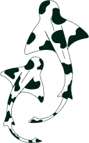 squale logo